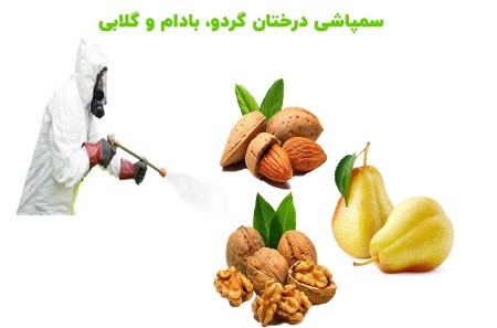 سم پاشی نهالهای گردو، بادام و گلابی