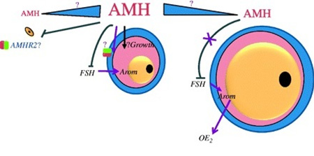 آزمایش amh, بررسی هورمون آنتی مولرین, آزمایش AMH برای تعیین تعداد تخمک‌های ذخیره شده در تخمدان 