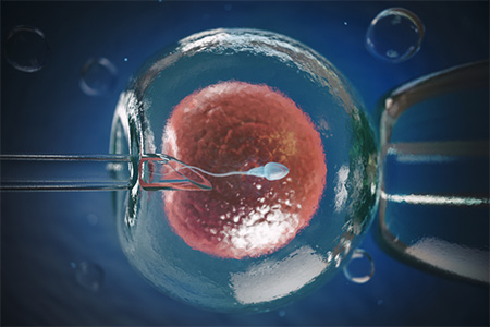 آزمایش amh, بررسی هورمون آنتی مولرین,بارور شدن تخمک توسط اسپرم