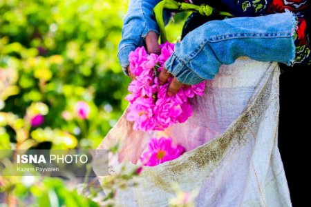  برداشت گل محمدی ,اخبارگوناگون,خبرهای گوناگون 