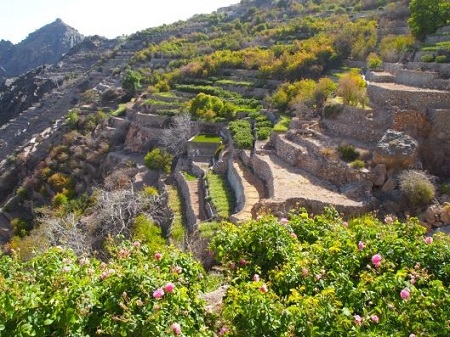 جبل اخضر,جبل اخضر در عمان,عکس های جبل اخضر