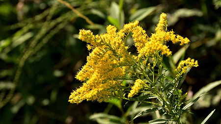 روئینه زرین, خواص دارویی روئینه زرین, گیاه Goldenrod