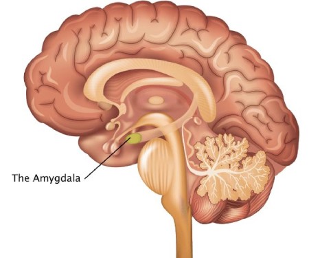 غده آمیگدال و احساسات ما, آمیگدال مرکز کنترل احساسات در مغز