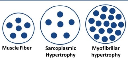  انواع هایپروتروفی, هایپرتروفی یعنی چه, هایپرتروفی عضلانی چیست