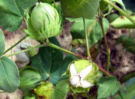 مراقبت از گیاه پنبه,بهترین کود برای پنبه