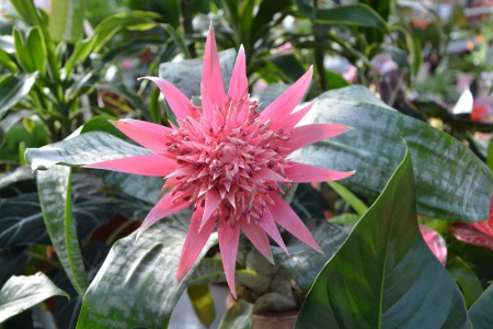 Bromeliaceae