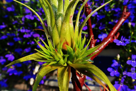 Bromeliaceae انواع