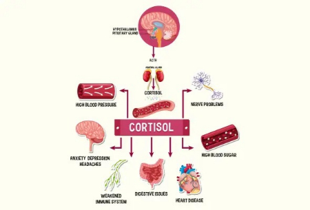 نشانه کورتیزول بالا, کورتیزول بالا نشانه چیست