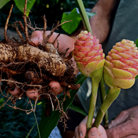 گیاه زرنباد چیست, زرنباد برای معده