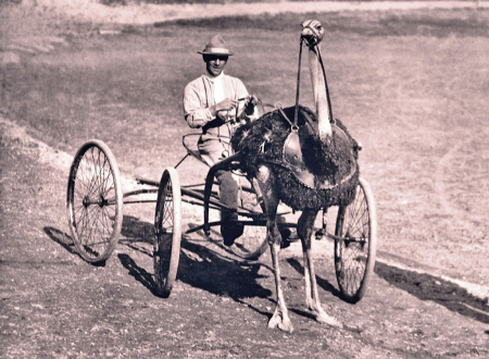 شترمرغ‌سواری چیست,  شترمرغ‌سواری