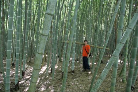 بلندترین علفهای جهان،اخبار گوناگون،خبرهای گوناگون