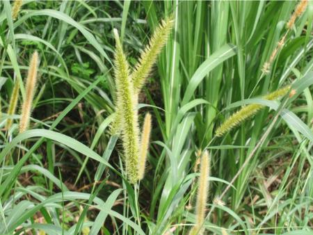 بلندترین علفهای جهان،اخبار گوناگون،خبرهای گوناگون