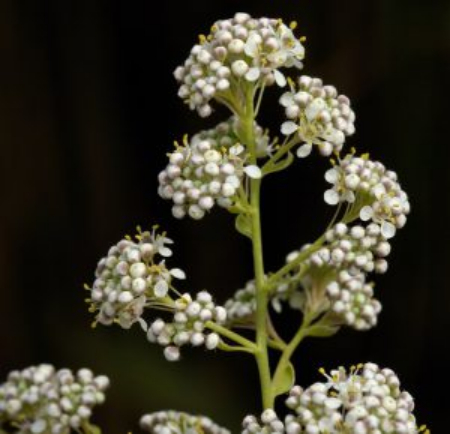 گیاه حماض, شیطرج