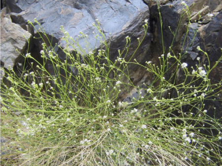 گیاه حماض, شیطرج