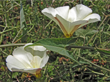 سقمونیا, خواص سقمونیا