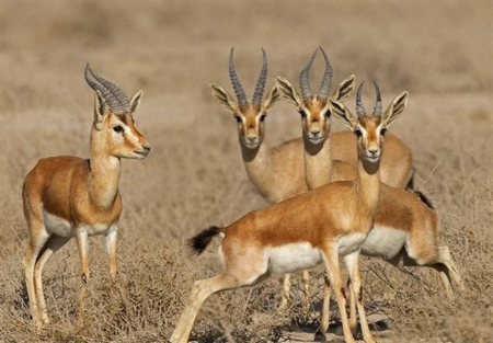 پارک ملی نایبند, پارک ملی دریایی نایبند