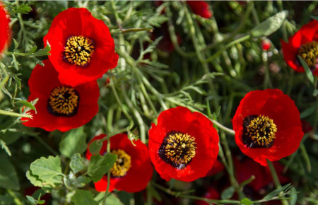 دشت شقایق کالپوش, دشت آفتابگردان کالپوش