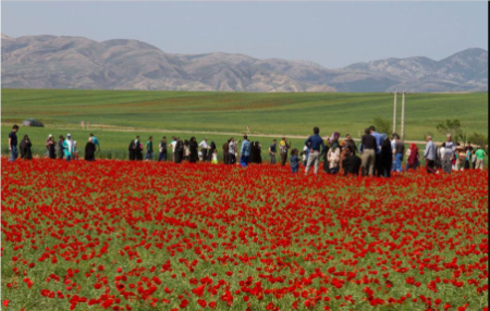 دشت شقایق کالپوش, دشت آفتابگردان کالپوش
