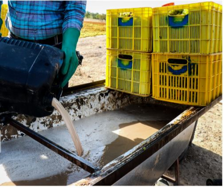 کشمش تیزابی, قیمت کشمش تیزابی