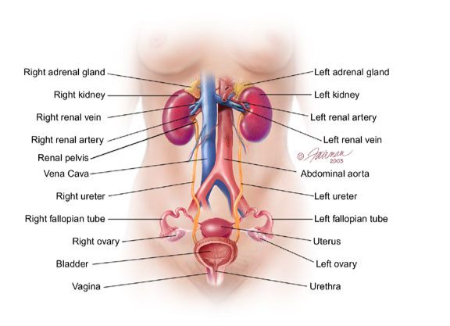 چگونه بدن زن زندگی خلق می‌کند